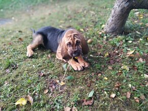 Bloodhound (Chien de Saint-Hubert) - 6