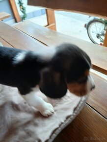 Predám šteniatko Beagle,Bigl - 6