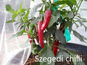 Semienka chilli - 6