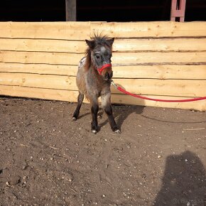 Mini shetland pony JOHAN - 6