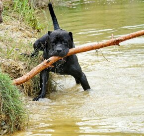 Bandog na krytie - 6