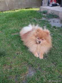 Pomeranian psik - 6