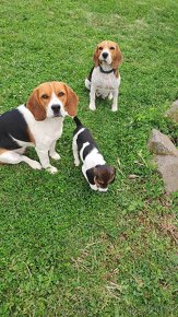 Beagle, Bigl, Bigel-steniatko, fenka - 6