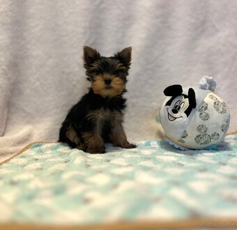 Yorkshire terrier, mini york, jorkšírsky teriér - 6