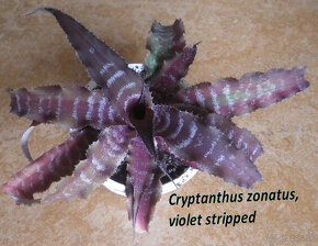 Terarijné bromélie Cryptanthus - 6