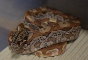 Aztec Boa constrictor - 6