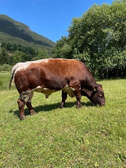 Plemenný býk pinzgau - 6