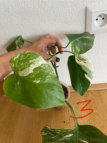 Rastlinky Monstera Albo Variegata - Panašovaná monstera - 6