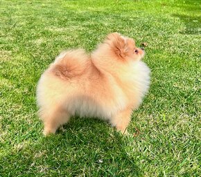 Pomeranian - 6