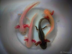 Axolotl mexicky - axelot, axik, mlok, vodny dračik predaj - 6