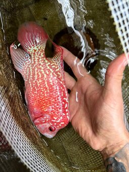 Flowerhorn King Kamfa Golden Basse Fader samica - 6