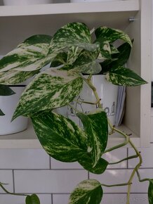 LETNE UPRATOVANIE - philo/monstera/syngo - 6