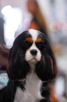 Cavalier King Charles Spaniel - 6