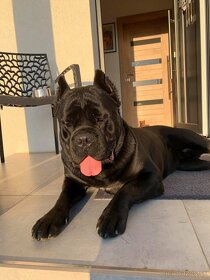 Cane Corso hladá nevestu - 6