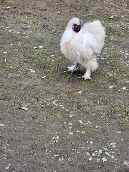 Predám kohúta Ayam Cemani, kohúta Hodvábničky - 6