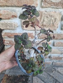 Plectranthus ernestii sukulentny bonsai - 6
