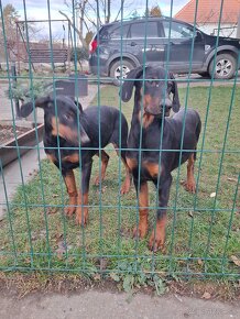 Šťeniatka Doberman - 6