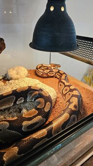 Python Regius - terarium + had - 6