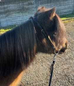 Pony kobylka pre deti - 6