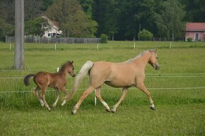 Welsh pony sekce B - 6