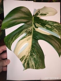 Monstera Albo Variegata odrezky rastliny - 6