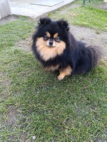 Pomeranian fenka - 6