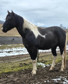 APH APHA PAINT HORSE ŽREBEC pripúšťanie - 6