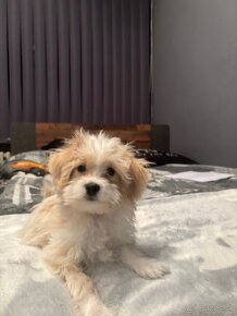 Maltipoo - 6