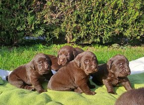 Labrador šteniatka čokoládové s rodokmeňom - 6