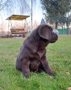 Labrador šteniatka čokoládové s rodokmeňom - 6