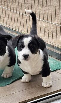 Prodám dvě fenky Welsh Corgi Cardigan, štěňata s PP - 6