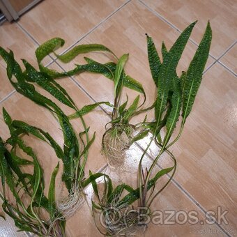 Predám krásne rastlinky do akvária Cryptocoryne balansae - 6