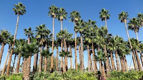 Washingtonia robusta - 6