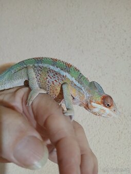 Chameleon najfarebnejši druh - 6