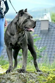 Šteniatka Cane Corso FCI - 6