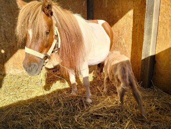 Krásna pony kobylka s PP - 6