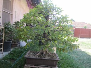 bonsai,bonsaj-hrab 1 - 6