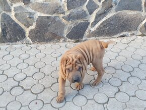 Shar-pei - 6