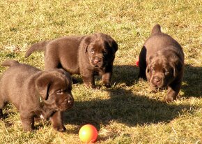 Labrador retriever čokoládové šteniatka s PP - 6