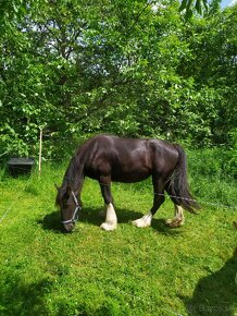 Shire horse klisna - 6