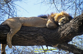 Soška „Hakuna matata“, Lake Manyara (Great Rift Valley), Tan - 6