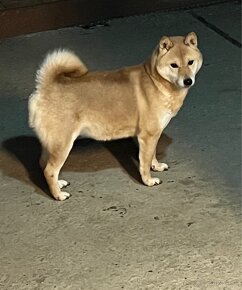 Shiba inu - 6