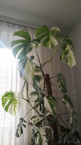 Monstera albo variegata - 6