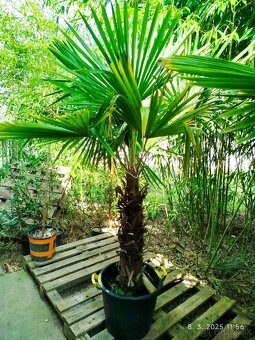 Mrazuvzdorne palmy - trachycarpus fortunei - 6