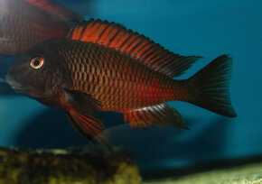 Tropheus caramba red bishop, moliro , polli , maswa , bemba - 6