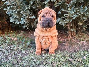 Šteniatka Sharpei, sarpej, sarpei - 6