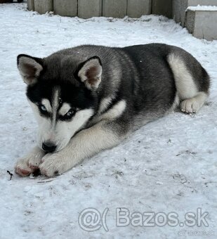 Predam šteniatka Sibírsky Husky - 6