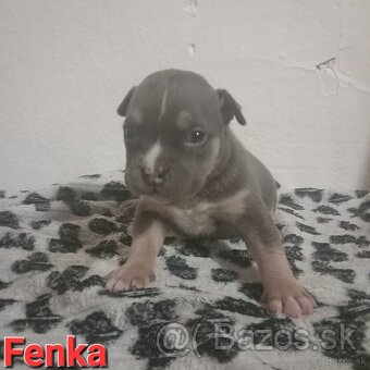 American bully - 6