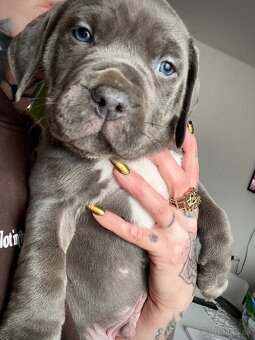 Na predaj šteniatka American Bully XXL s PP - 6