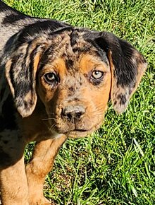 Louisiana Leopard,  Catahoula - 6